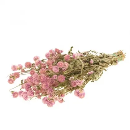 Gomphrena Αποξηραμένη Φυσική Μήκος 50cm