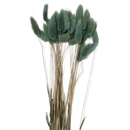 Γατάκι Αποξηραμένο Μπουκέτο Ύψος 50cm