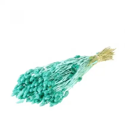 Phalaris Αποξηραμένο Μήκος 65cm