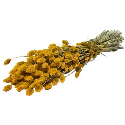 Phalaris Αποξηραμένο Μήκος 65cm