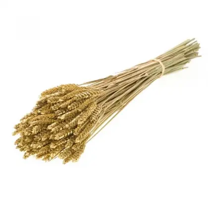 Στάχυ Φυσικό Μήκος 65cm