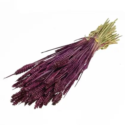 Στάχυ Φυσικό Μήκος 65cm