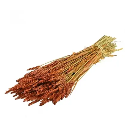 Στάχυ Φυσικό Μήκος 65cm